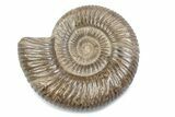 Polished Jurassic Ammonite (Perisphinctes) - Madagascar #378956-1
